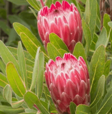 A wrapped single protea