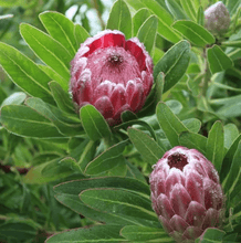 Load image into Gallery viewer, A wrapped single protea
